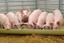 Phê duyệt Kế hoạch quốc gia phòng, chống bệnh dịch tả lợn châu Phi