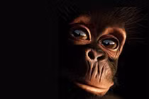 Sự giống nhau đáng ngạc nhiên giữa tinh tinh và người