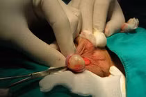 Chức năng nội tiết và ngoại tiết của tinh hoàn