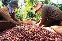  Giá cà phê tăng nhẹ, cà phê Việt hồi hộp mong hồi phục