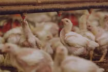 Nguy cơ khi dùng thuốc kháng sinh cho vật nuôi