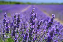  Trồng cây ôn đới ở Việt Nam