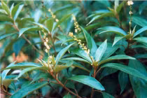 Khổ sâm trị viêm loét dạ dày tá tràng