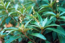 Khổ sâm trị viêm loét dạ dày tá tràng