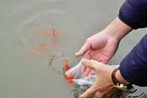 Thả cá chép đúng cách trong lễ cúng ông Công ông Táo