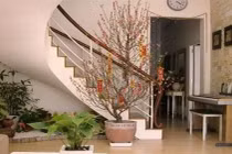 Tránh sai lầm khi trang trí nhà bằng hoa, cây cảnh