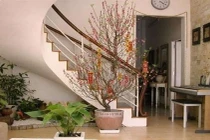 Tránh sai lầm khi trang trí nhà bằng hoa, cây cảnh