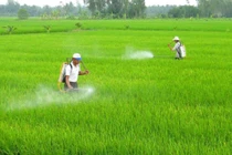 Bộ Y tế Canada giữ kết luận về tính an toàn của glyphosategia