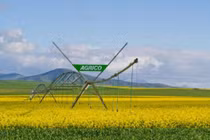 Sau phát hành cổ phiếu chuyển đổi, Hoàng Anh Gia Lai nắm giữ dưới 51% vốn Agrico