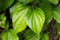  Hơ lá trầu chữa bụng đầy trướng hơi