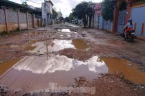 Cược mạng sống trên những con đường dày đặc ‘ổ voi’