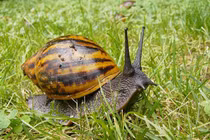 Nam thanh niên nguy kịch vì nuốt ốc sên sống