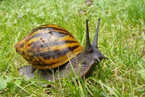 Nam thanh niên nguy kịch vì nuốt ốc sên sống