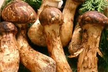 Nấm tùng nhung đắt nhất thế giới chỉ là chiêu thổi giá