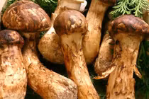 Nấm tùng nhung đắt nhất thế giới chỉ là chiêu thổi giá