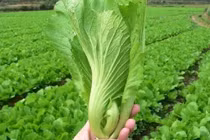 Rau và quả hàng đầu cho người bệnh gút 