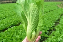 Rau và quả hàng đầu cho người bệnh gút 