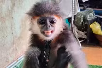 Vượt gần 1.000 km giữa đại dịch cứu hộ voọc Chà vá chân xám