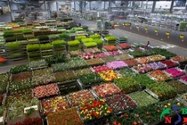 Bảo quản hoa theo từng loài