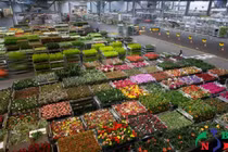 Bảo quản hoa theo từng loài