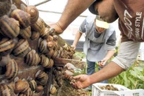 Nhiều ký sinh trùng sống bám ở ốc sên