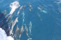 Cá heo xuất hiện chứng tỏ môi trường biển tốt