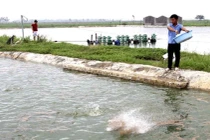 Máy cho tôm, cá ăn điều khiển từ xa