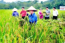 Chọn giống lúa phù hợp với thời tiết