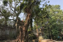 Giá trị thực của gỗ sưa đỏ