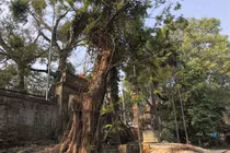 Giá trị thực của gỗ sưa đỏ