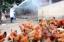 Cúm A/H5N6 trở lại, lệnh cấm bán tháo gia cầm ở vùng dịch