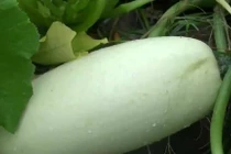 Nông dân Mỹ ngỡ ngàng khi trồng hạt giống gửi từ Trung Quốc