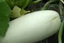 Nông dân Mỹ ngỡ ngàng khi trồng hạt giống gửi từ Trung Quốc