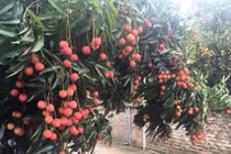 Vải thiều Lục Ngạn xuất khẩu sẽ giảm 30% do dịch bệnh