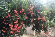 Vải thiều Lục Ngạn xuất khẩu sẽ giảm 30% do dịch bệnh