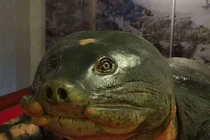 Chuyện chưa kể về chế tác cụ rùa Hồ Gươm cuối cùng