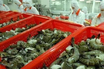 Xuất khẩu tôm 5 tháng đạt 1,31 tỷ USD