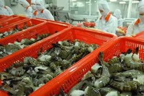 Xuất khẩu tôm 5 tháng đạt 1,31 tỷ USD