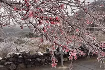 Long lanh hoa đào nở trong băng, du khách tối không muốn về