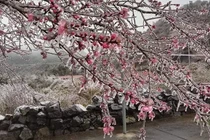 Long lanh hoa đào nở trong băng, du khách tối không muốn về