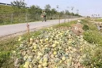 Hỗ trợ tiêu thụ nông sản vùng dịch an toàn