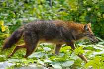 Khám phá thú vị ít ai biết về sói rừng Việt Nam quý hiếm