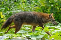 Khám phá thú vị ít ai biết về sói rừng Việt Nam quý hiếm