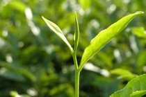 Tác dụng của catechin trong lá chè