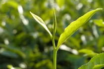 Tác dụng của catechin trong lá chè