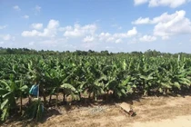 Trà Vinh: Tỉnh quyết liệt đòi đất của vườn chuối triệu đô