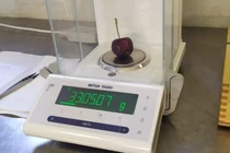 Anh em người Ý trồng anh đào nặng nhất thế giới