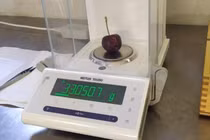 Anh em người Ý trồng anh đào nặng nhất thế giới