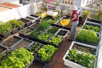 Dùng thảo mộc cũng cần tuân thủ kỹ thuật