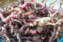 Món ăn - bài thuốc cho người sa tử cung